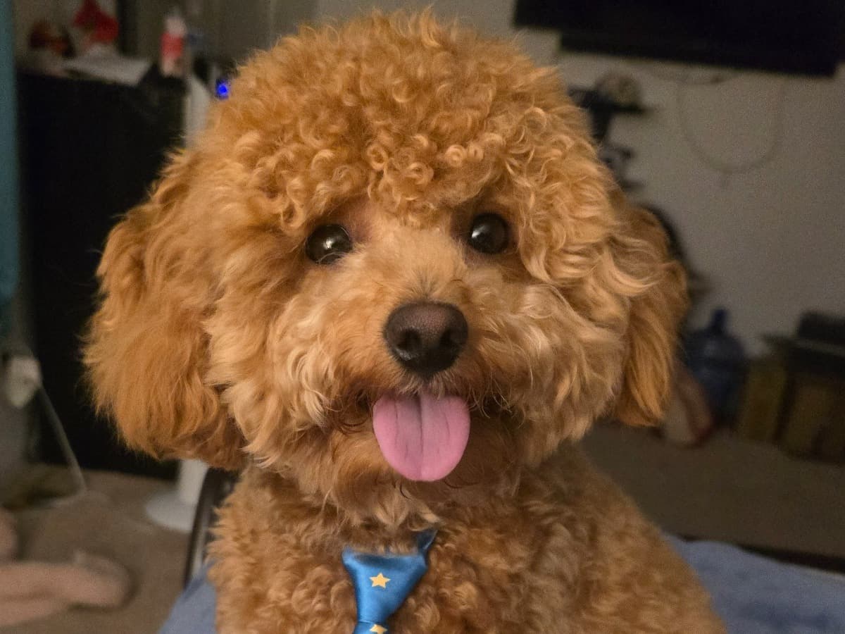 Miniature Poodle 1 year old male small named MAZE for breeding in Charles Town, West Virginia | Petmeetly
