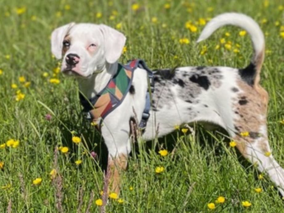 Beagle 2 years 3 months old male medium named winston for breeding in Southampton, England | Petmeetly