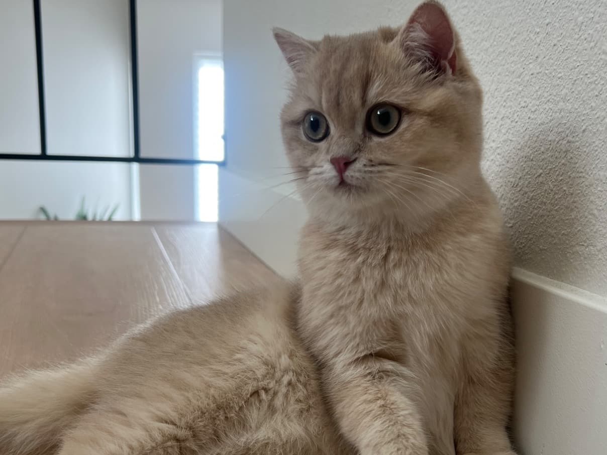 British Shorthair 1 year old female named Suki for breeding in Rowland Heights, California | Petmeetly