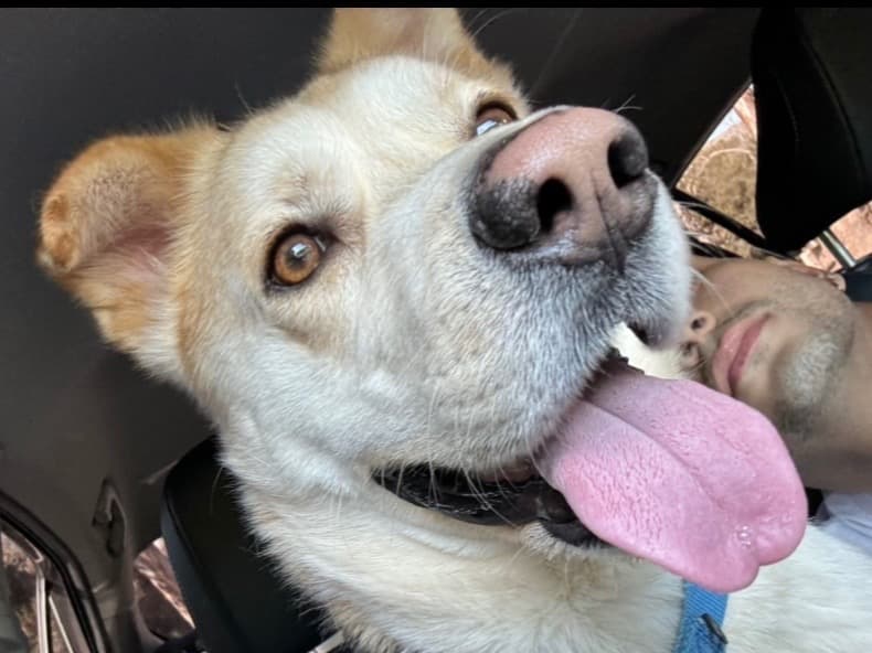 German Shepherd 4 years old male large named Kaliman for breeding in Santa Ana, California | Petmeetly