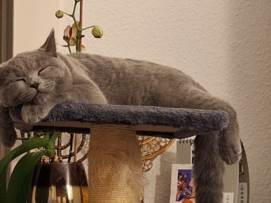 British Shorthair 1 year old female named Tiffany for breeding in Hattingen, North Rhine-Westphalia | Petmeetly