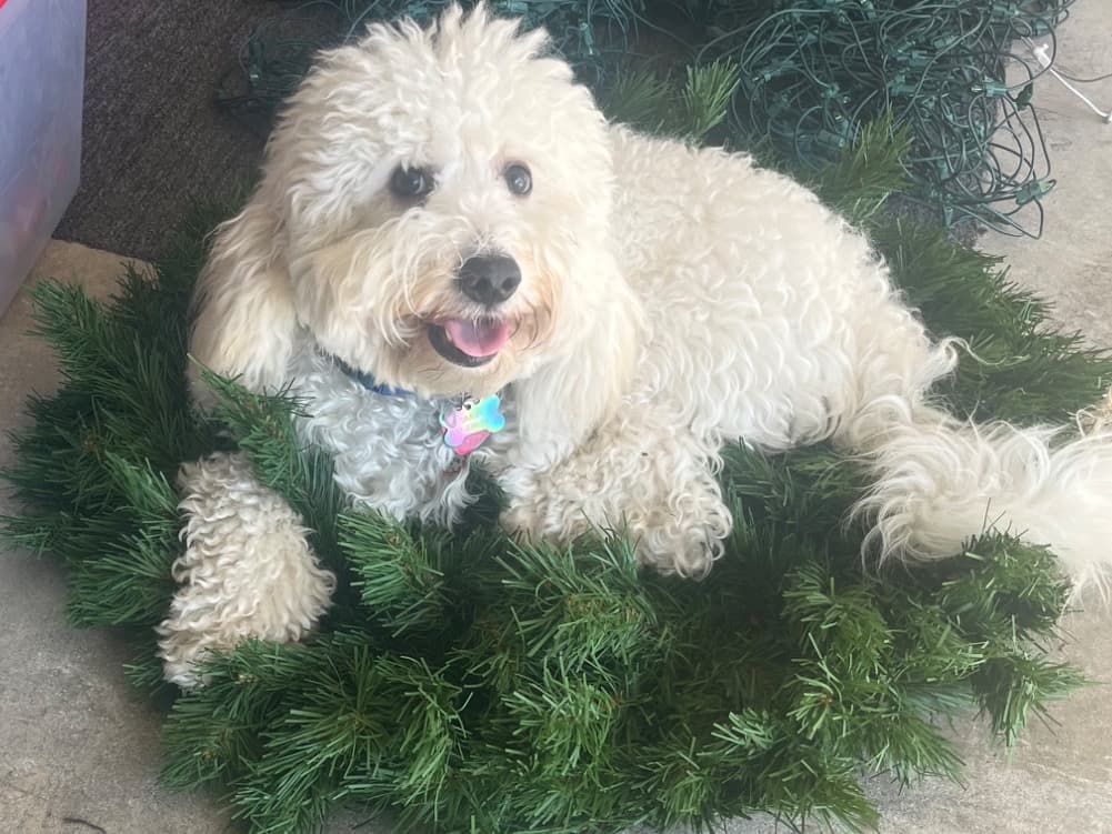 Bichon Frise 2 years old male medium named Simba for breeding in Houston, Texas | Petmeetly