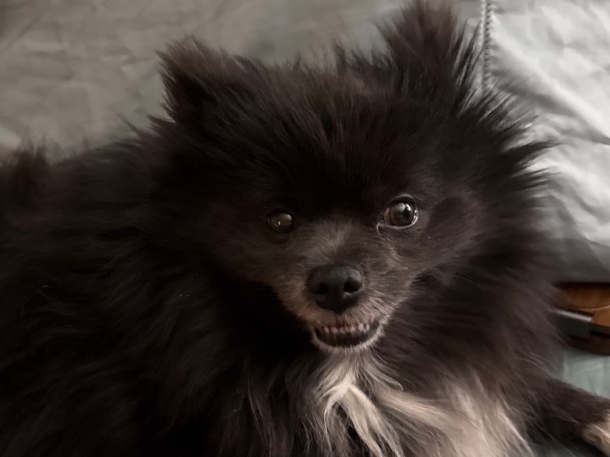 Pomeranian 5 years old female small named Arya for breeding in Wyoming, Michigan | Petmeetly