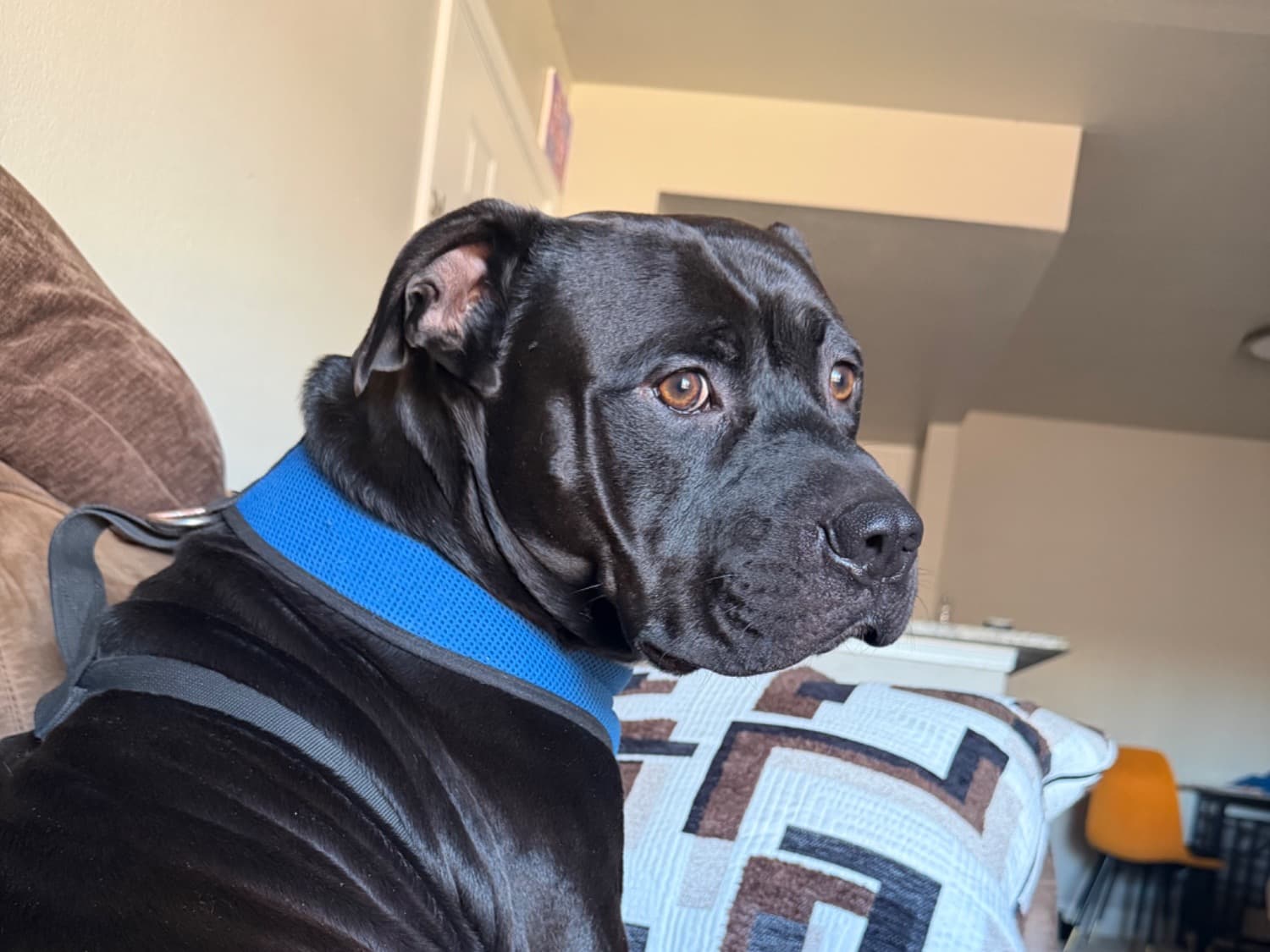 American PitBull Terrier 2 years old male large named rio for breeding in Tulsa, Oklahoma | Petmeetly