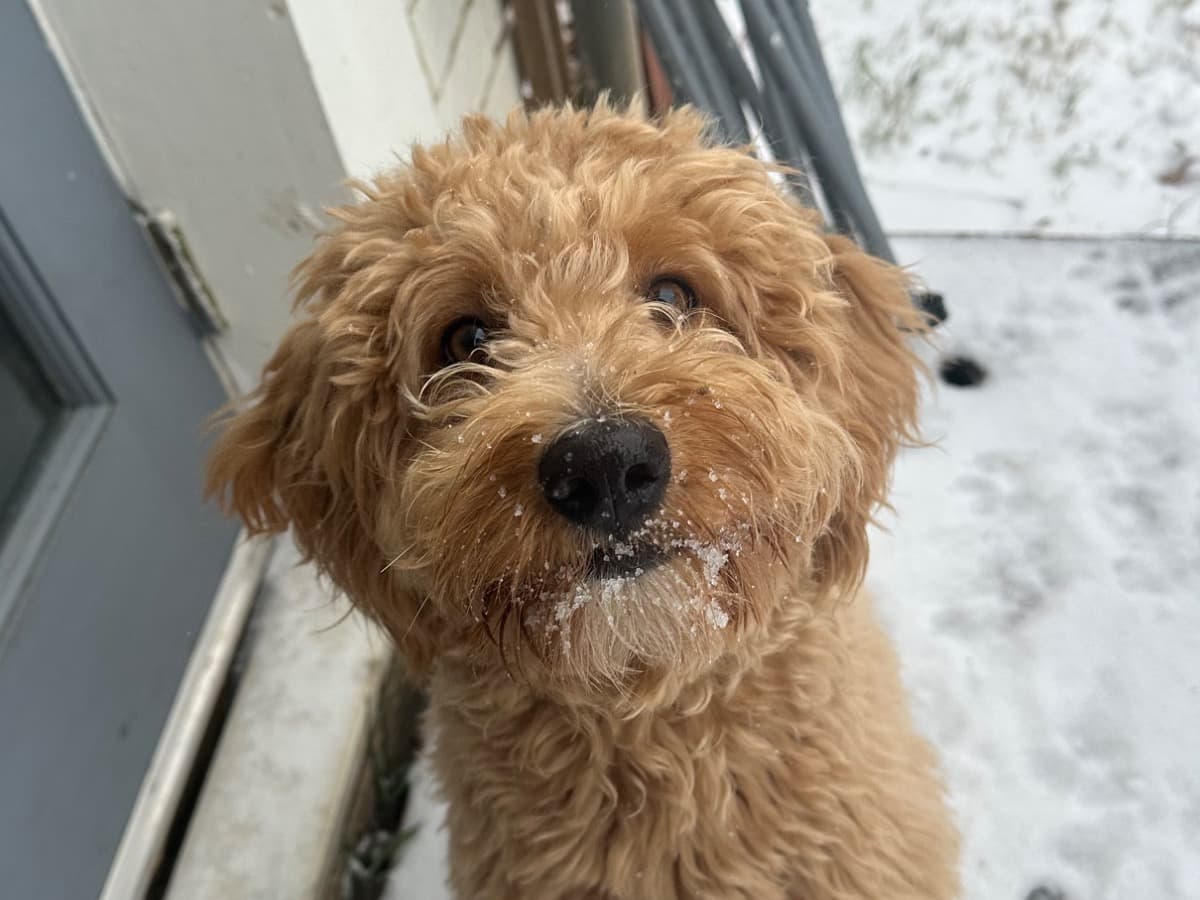 Aussiedoodle 1 year old female medium named Lily for breeding in Fort Worth, Texas | Petmeetly