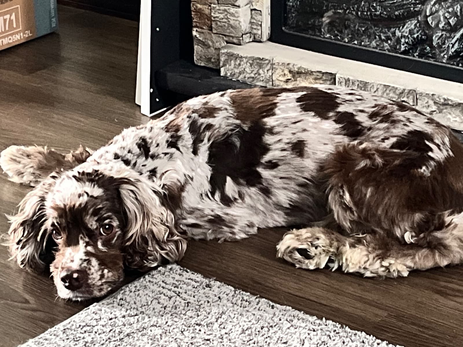 Cocker Spaniel 4 years old male medium named Zues for breeding in Rome, New York | Petmeetly
