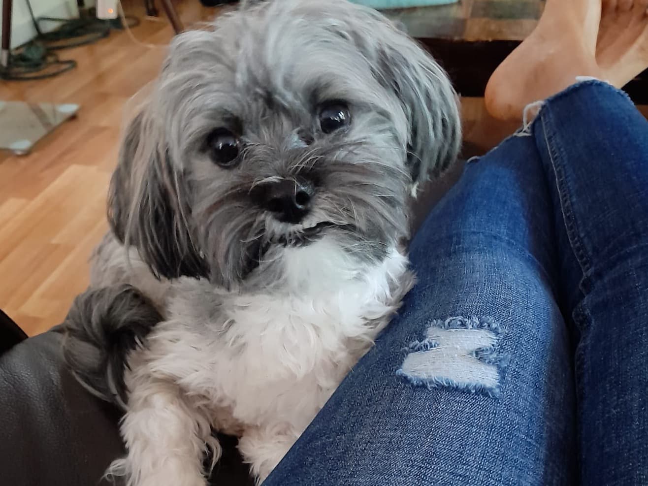 Havanese 3 years old male small named Pepe for breeding in Charlotte, North Carolina | Petmeetly