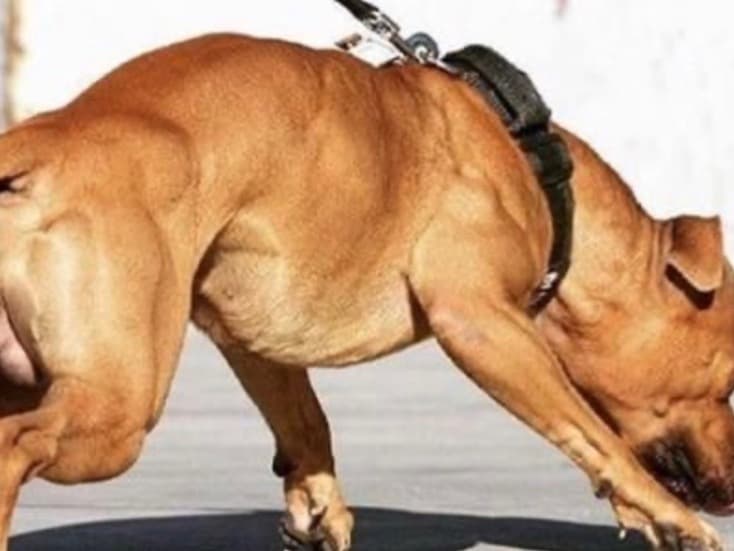 American PitBull Terrier 1 year old male large named Dax for breeding in Asheville, North Carolina | Petmeetly