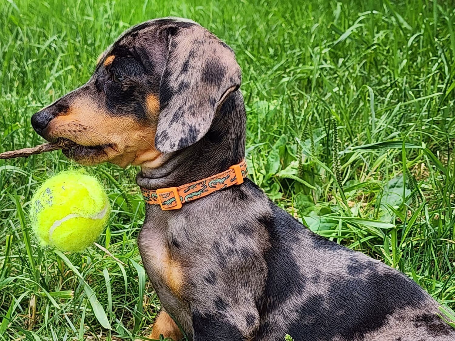 Dachshund 2 years 10 months old male small named Hank for breeding in Etowah, North Carolina | Petmeetly