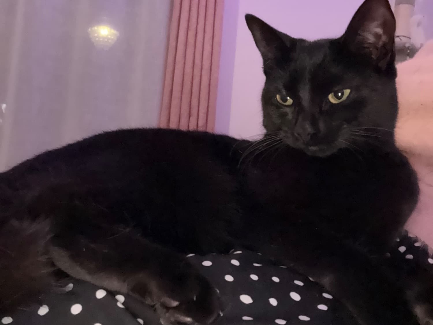 Bombay 1 year old female named Ivy for breeding in London, England | Petmeetly