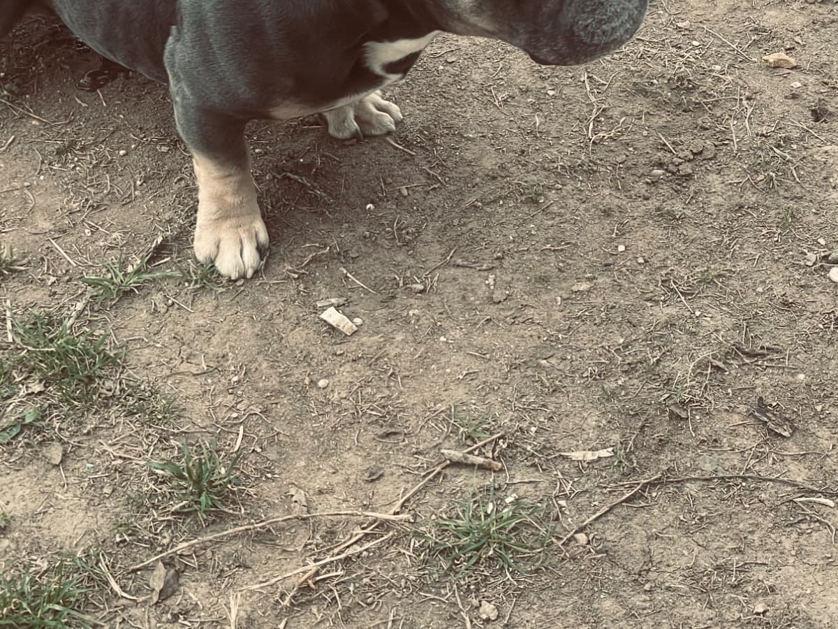 American Bully 5 years 4 months old male medium named money walk for breeding in Austin, Texas | Petmeetly