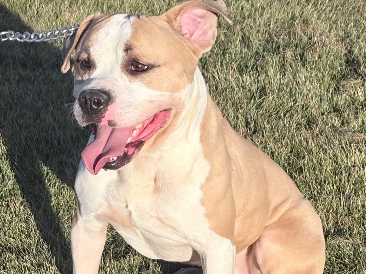 American PitBull Terrier 6 years old male medium named prince for breeding in Irving, Texas | Petmeetly