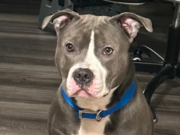 American Bully 2 years 5 months old male large named Blue for breeding in Rochester, New York | Petmeetly