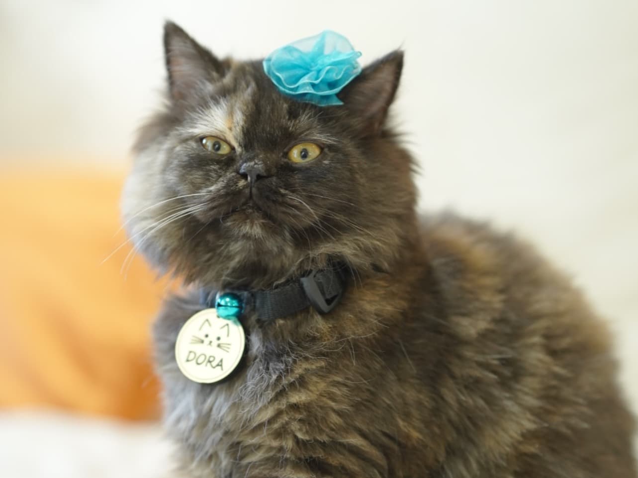 Persian 11 years old female named Dora for breeding in Kochi, Kerala | Petmeetly