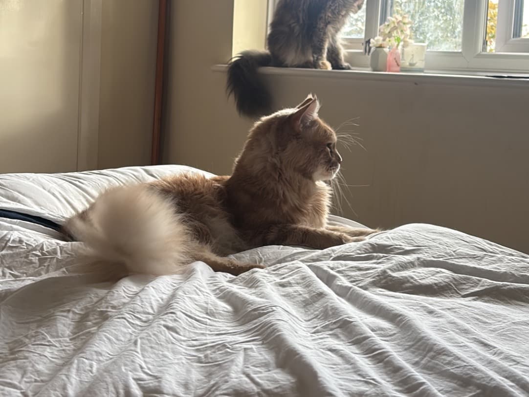 Maine Coon 5 years old male named alphie for breeding in Atherstone, England | Petmeetly