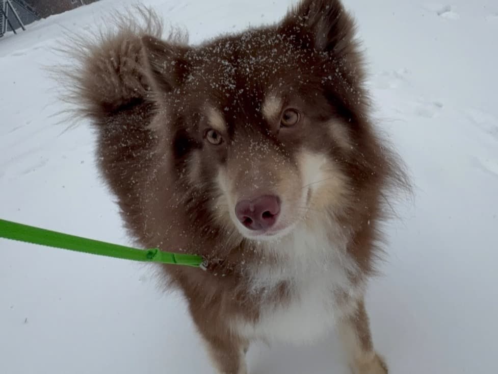 Pomeranian 3 years old male medium named zues for breeding in Sterling Heights, Michigan | Petmeetly