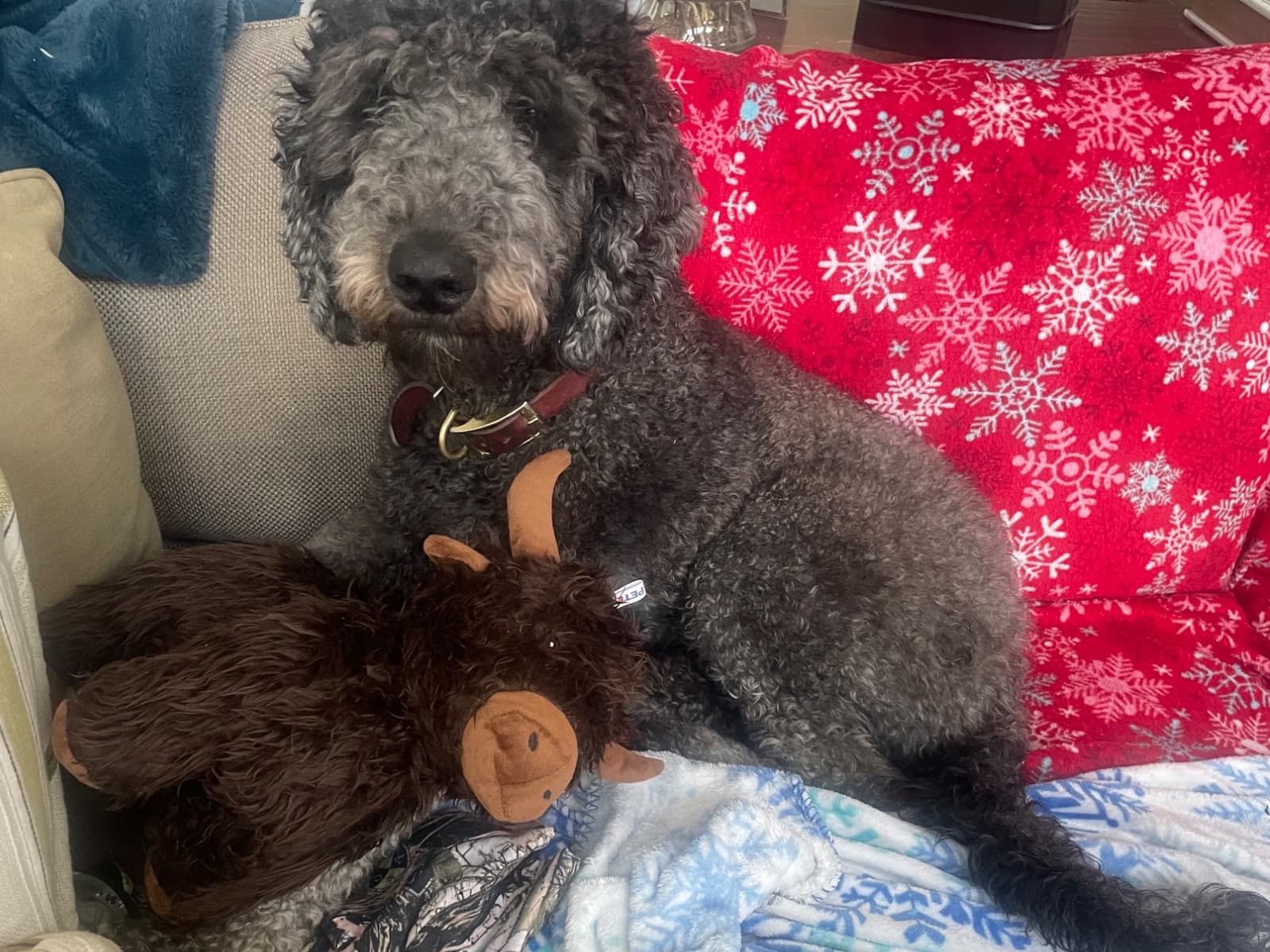 Bernedoodle 3 years old female large named Katie for breeding in Columbus, Ohio | Petmeetly