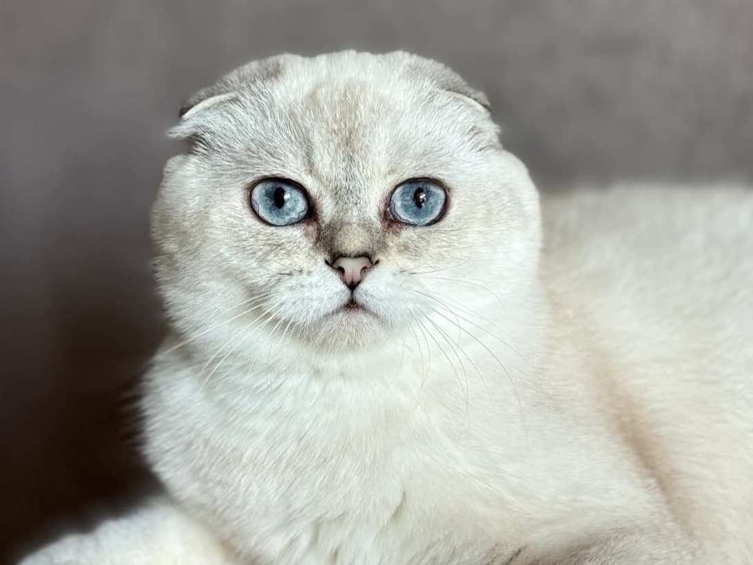 Scottish Fold 1 year 5 months old male named Minnow for breeding in Longmont, Colorado | Petmeetly