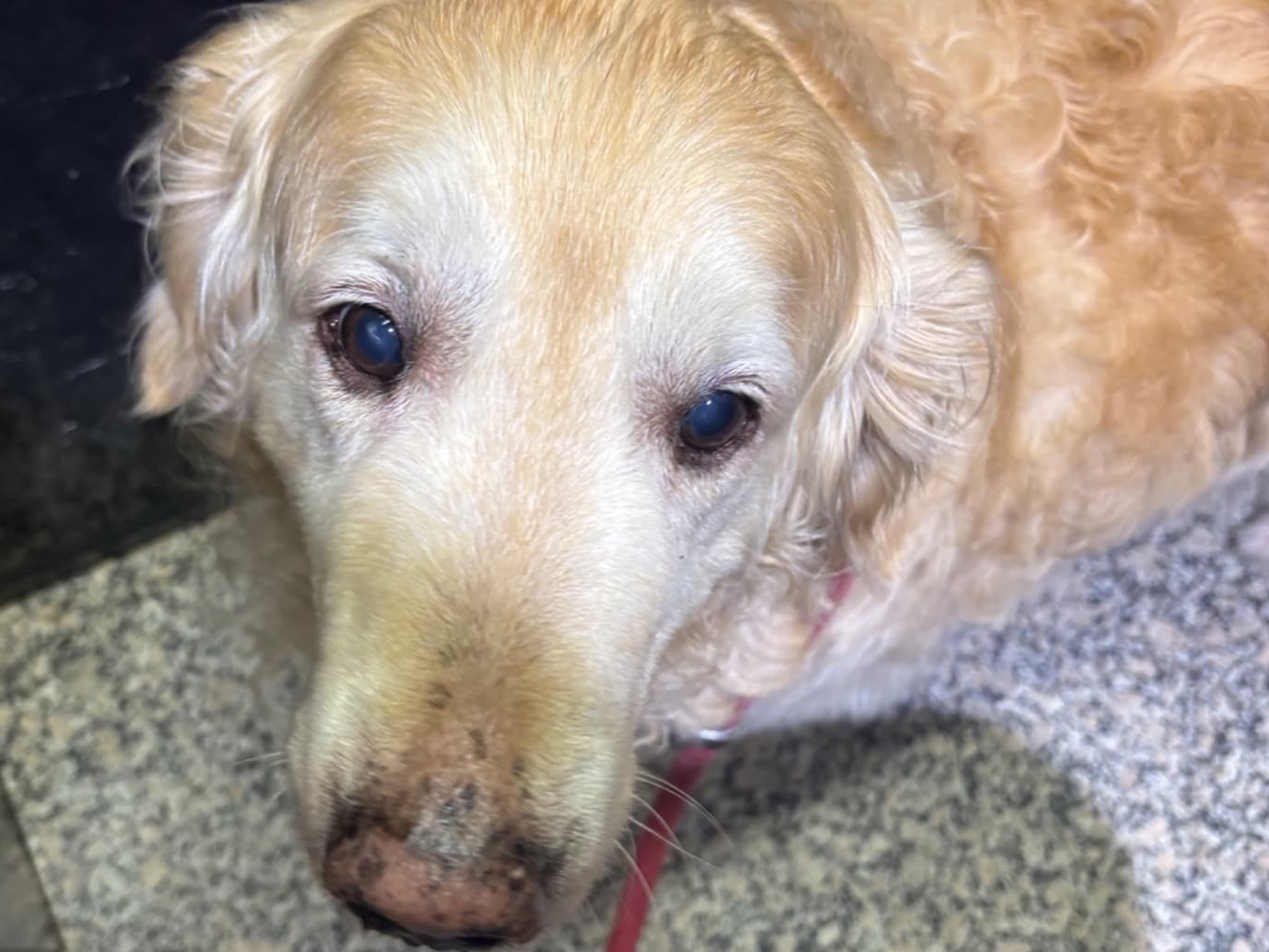 Golden Retriever 9 years old male medium named Opi for breeding in Xirivella, Comunidad Valenciana | Petmeetly