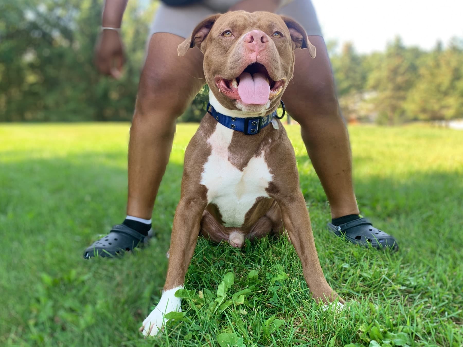 American PitBull Terrier 3 years old male medium named Peezy for breeding in Lansing, Michigan | Petmeetly