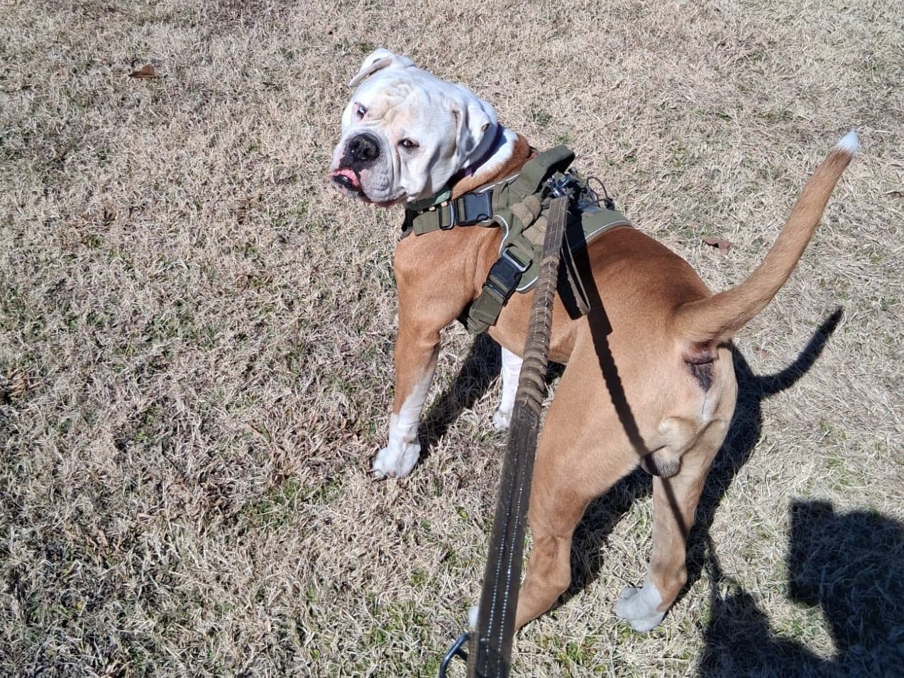 American Bulldog 7 years 3 months old male large named Jiren for breeding in Georgetown, Texas | Petmeetly