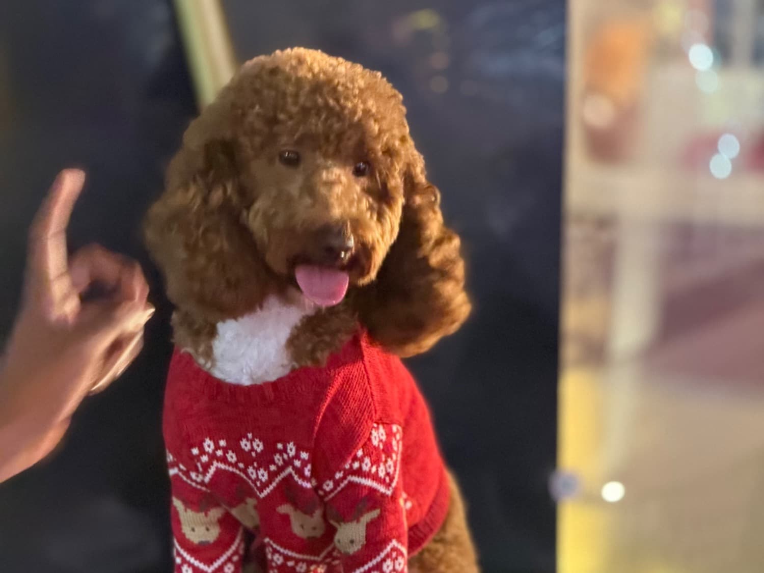 Mini Golden Doodle 1 year 5 months old male small named Milo for breeding in Dallas, Texas | Petmeetly