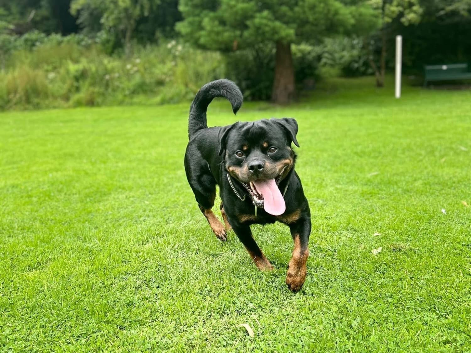German Rottweiler 3 years 3 months old male large named Bertie for breeding in Saltcoats, Scotland | Petmeetly