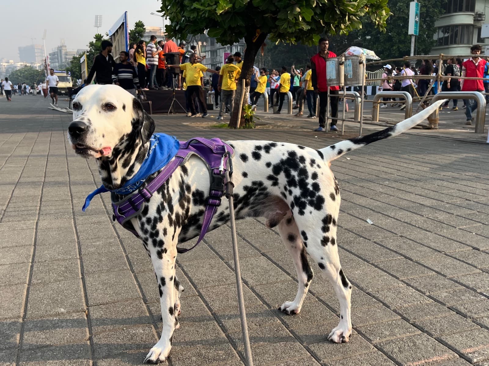 Dalmatian 7 years old male medium named nico for breeding in Mumbai, Maharashtra | Petmeetly