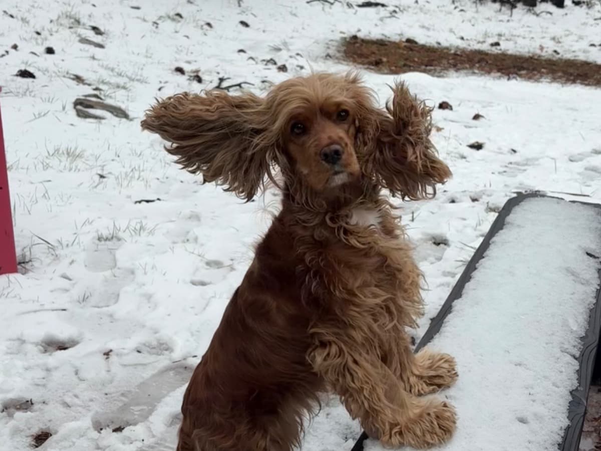 English Cocker Spaniel 3 years old female small named Dolly for breeding in San Diego, California | Petmeetly