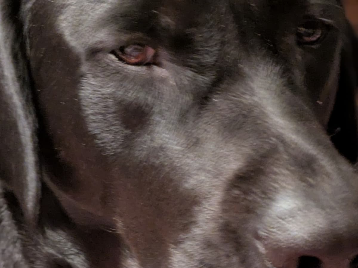 English Labrador Retriever 3 years old female medium named Roxanne for breeding in Burleson, Texas | Petmeetly