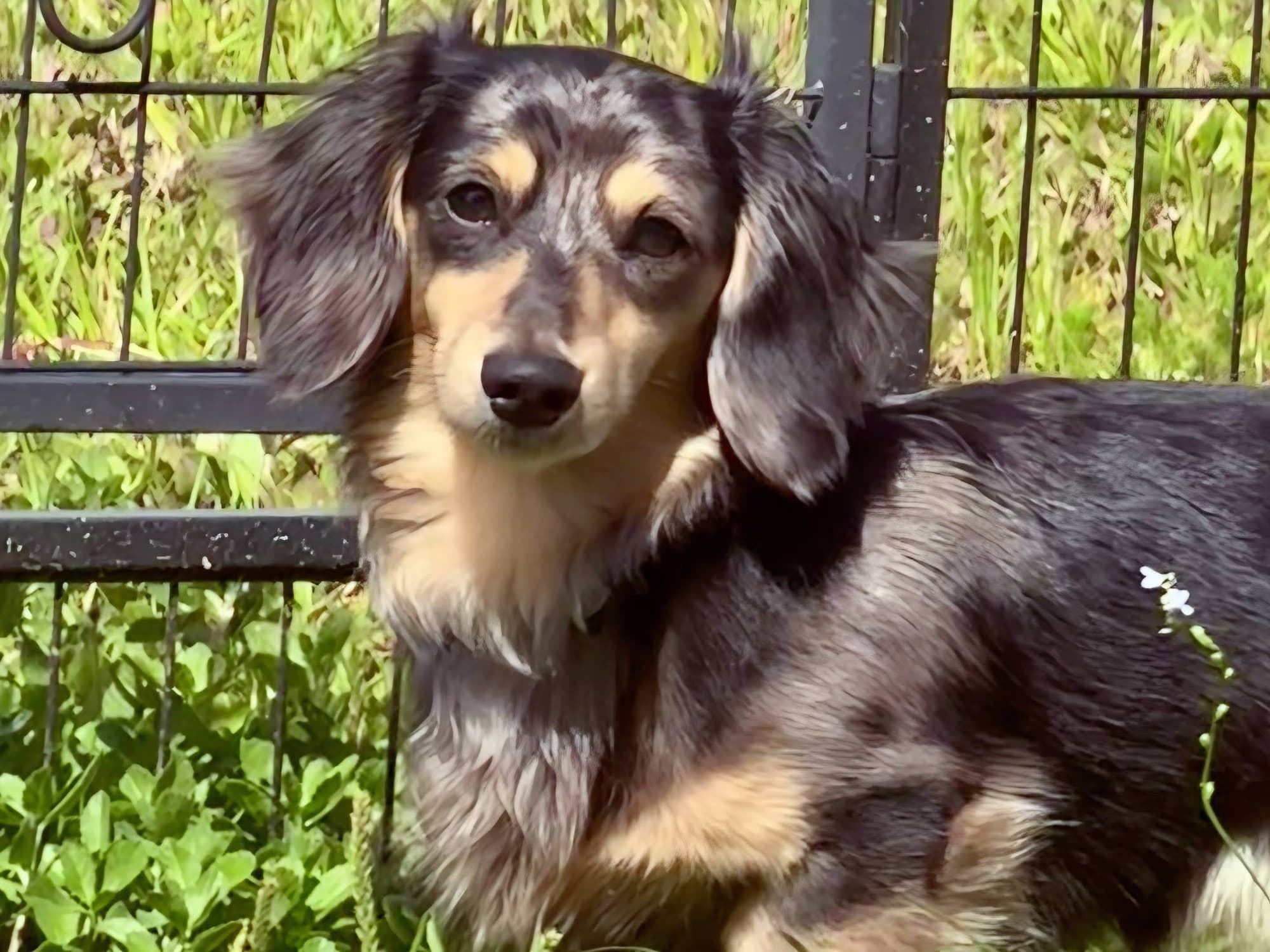 Miniature Dachshund 1 year 7 months old male small named Chauncey for breeding in Edgewater, Florida | Petmeetly