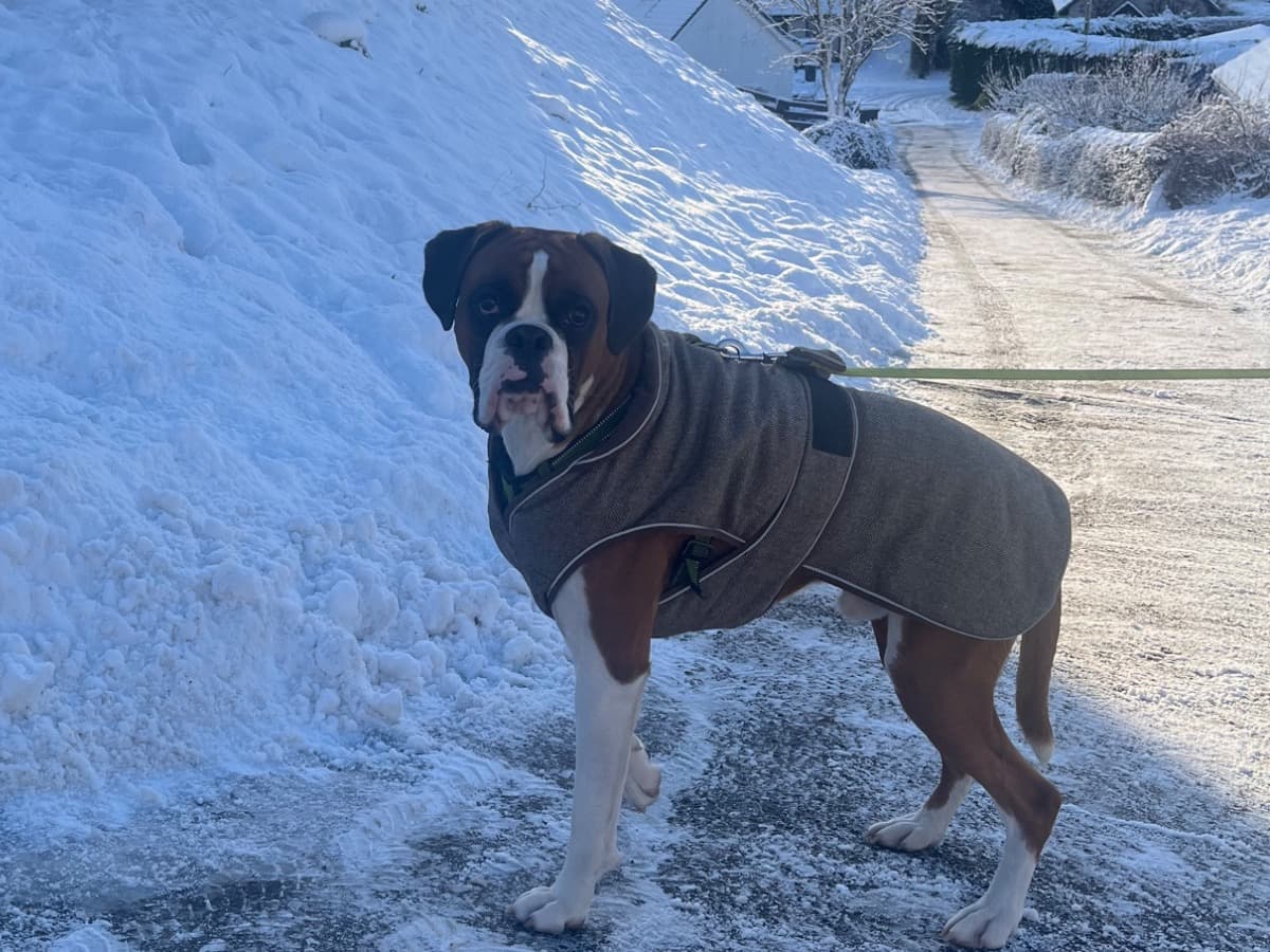 Boxer 1 year 4 months old male large named buzz for breeding in scotland, Scotland | Petmeetly