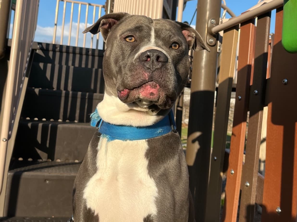 Blue nose Pitbull 3 years old male medium named Max for breeding in Brentwood, New York | Petmeetly