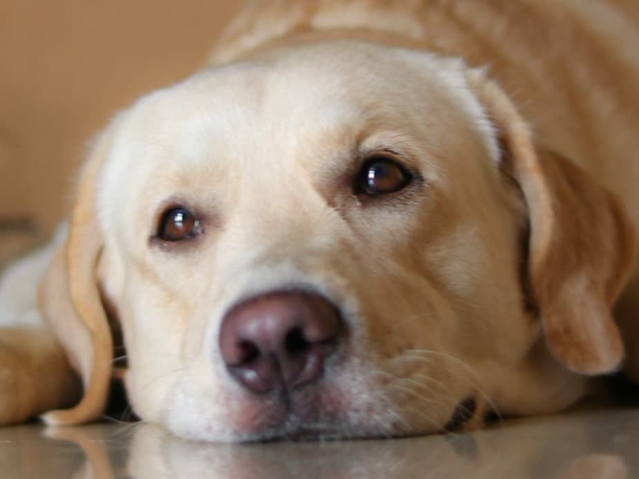English Labrador Retriever 3 years old male medium named cuco for breeding in Mumbai, Maharashtra | Petmeetly