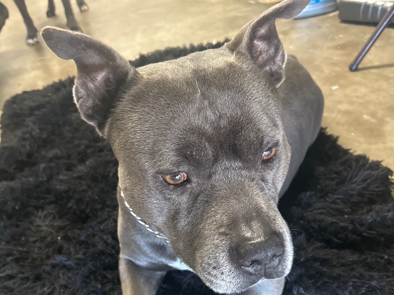 Blue nose Pitbull 6 years 5 months old male medium named Tommy for breeding in Port Charlotte, Florida | Petmeetly