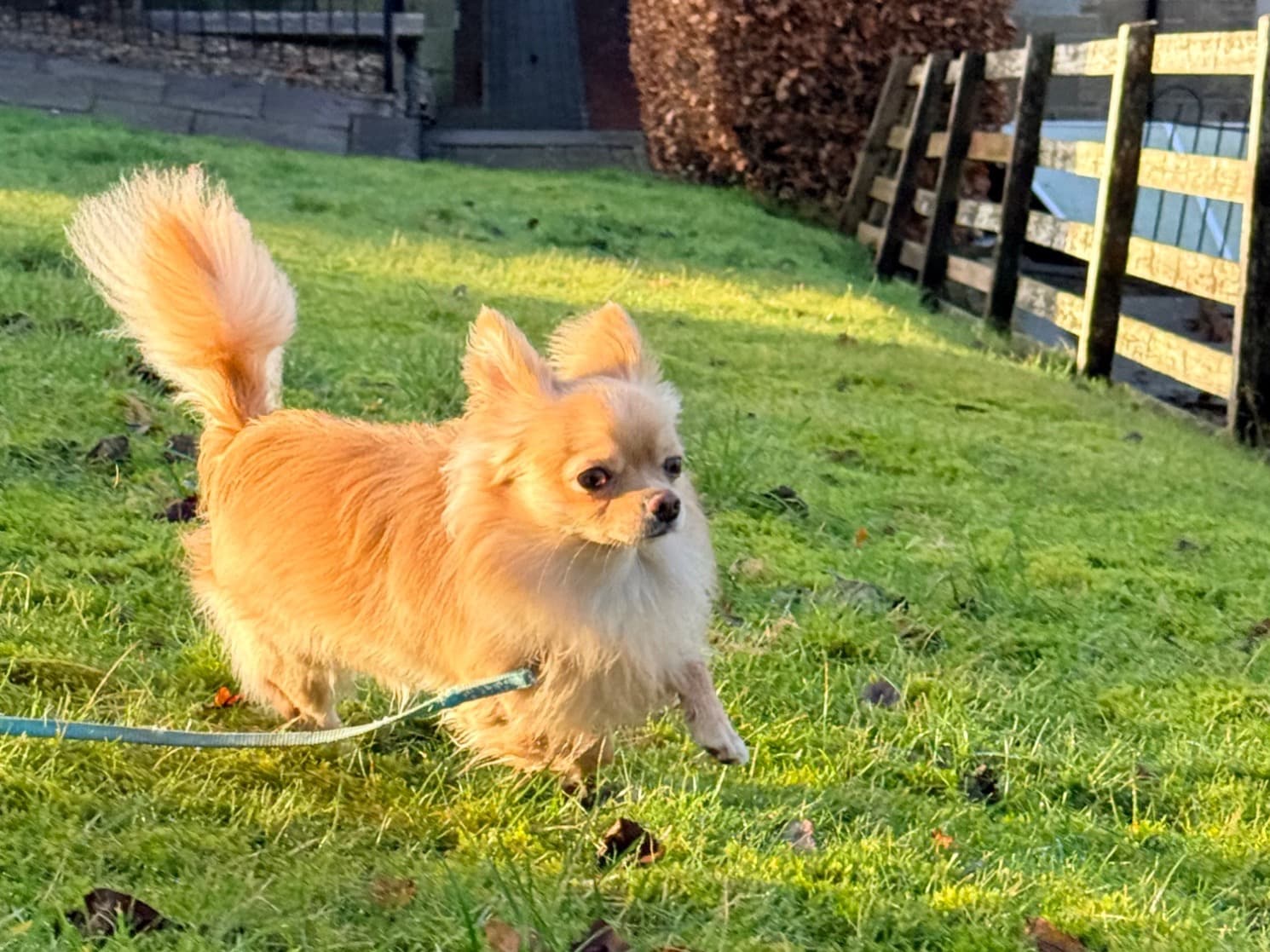 Long hair Chihuahua 1 year 3 months old male small named Alfredo for breeding in Galashiels, Scotland | Petmeetly