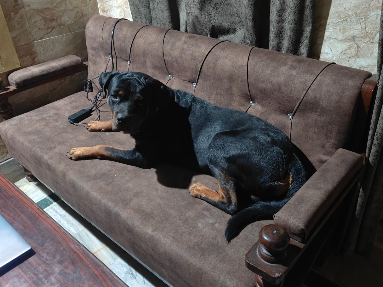 Rottweiler 2 years 1 month old male large named buddy for breeding in Mathura, Uttar Pradesh | Petmeetly