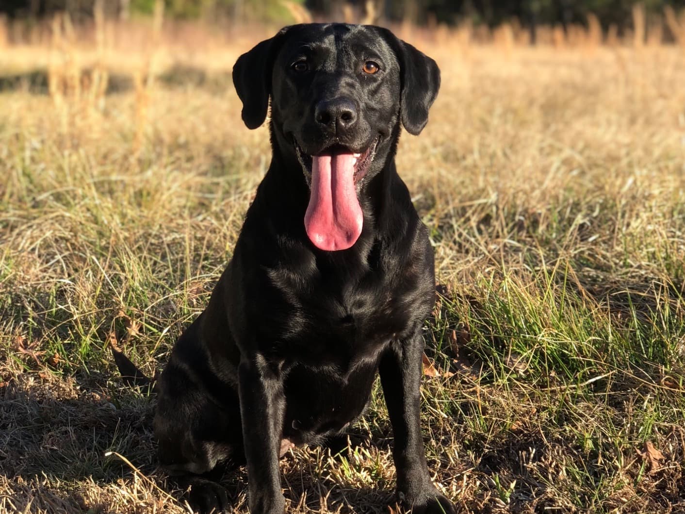 Labrador Retriever 9 years old female large named Khloe for breeding in Myrtle Beach, South Carolina | Petmeetly