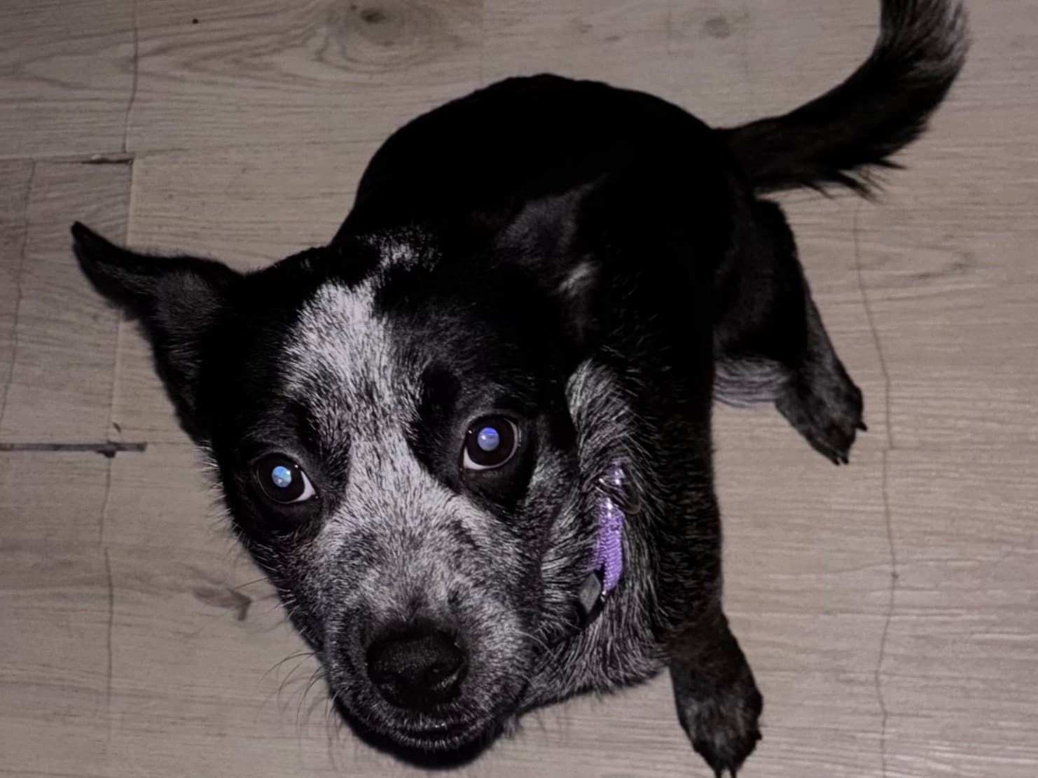Australian Cattle Dog 1 year old female small named Remi for breeding in Wareham, Massachusetts | Petmeetly