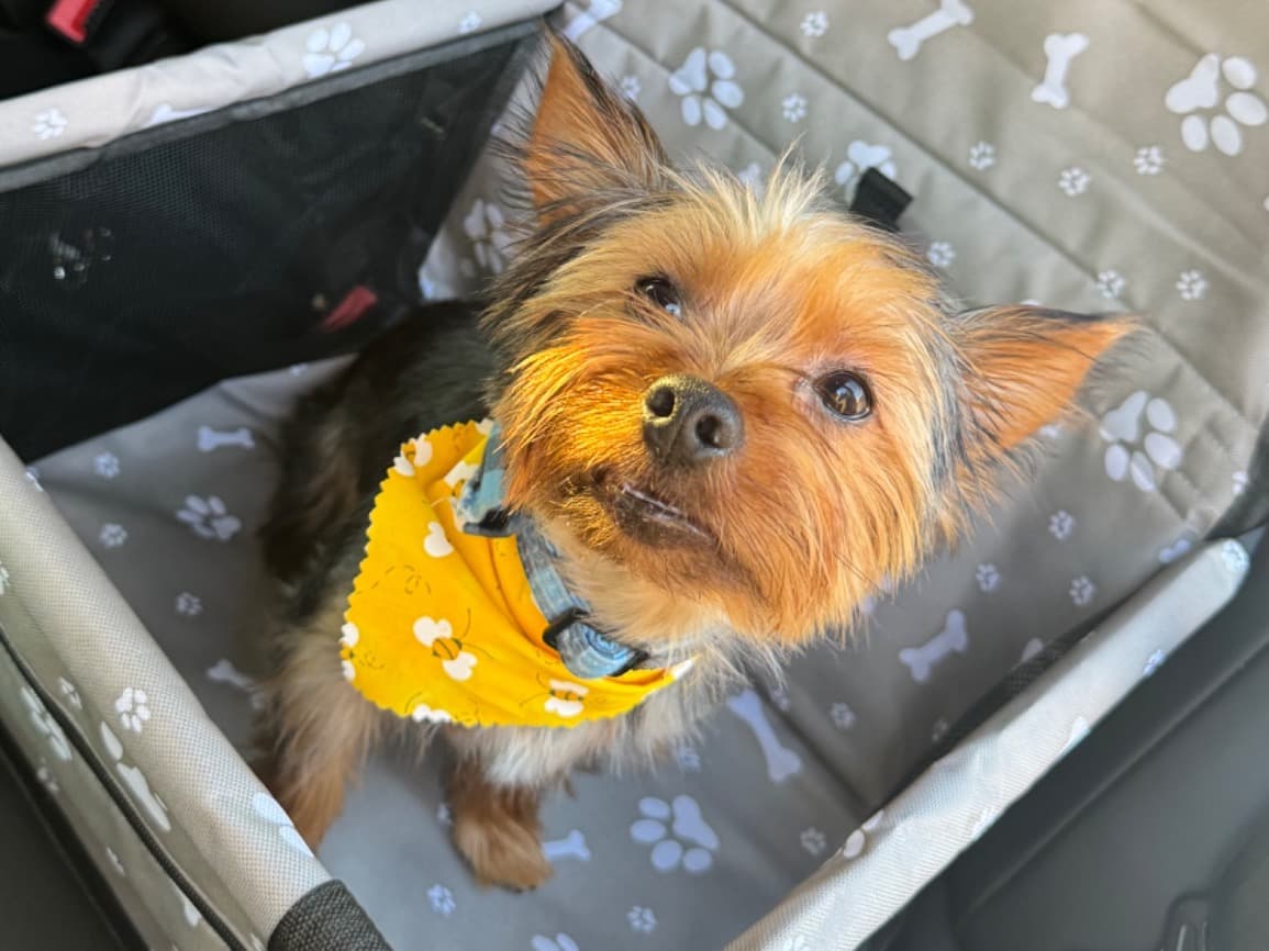 Yorkshire Terrier 1 year 4 months old male small named Koda for breeding in Murfreesboro, Tennessee | Petmeetly
