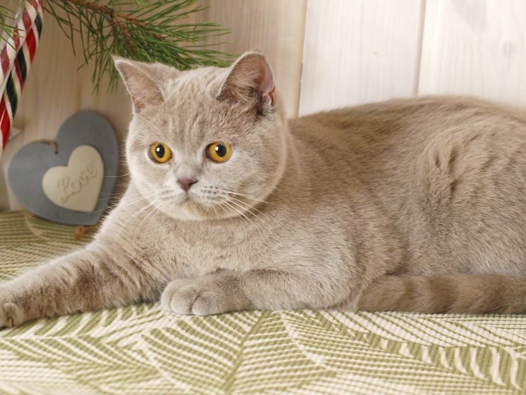 British Shorthair 1 year old female named Jolee for breeding in Cumming, Georgia | Petmeetly