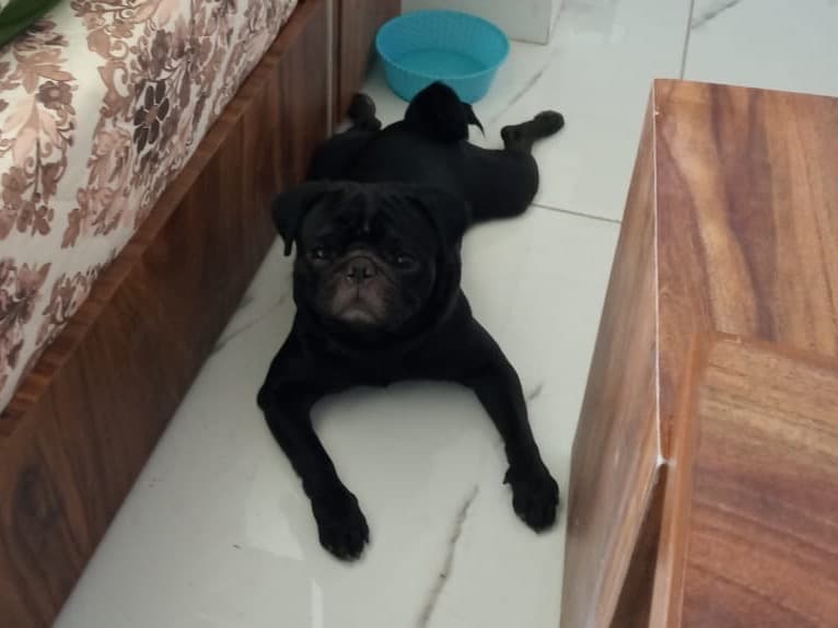 Pug 5 years old male small named leo for breeding in Mumbai, Maharashtra | Petmeetly