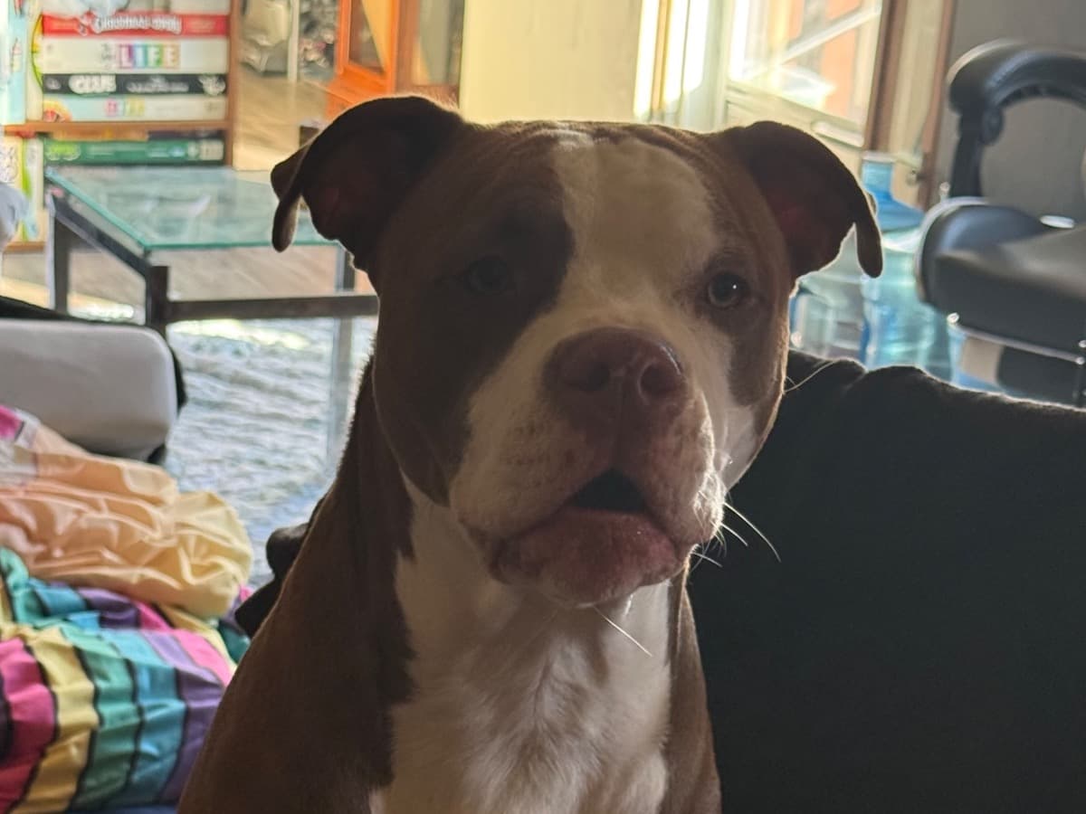 Pit Bull Terrier 1 year old female large named beans for breeding in Fort Worth, Texas | Petmeetly