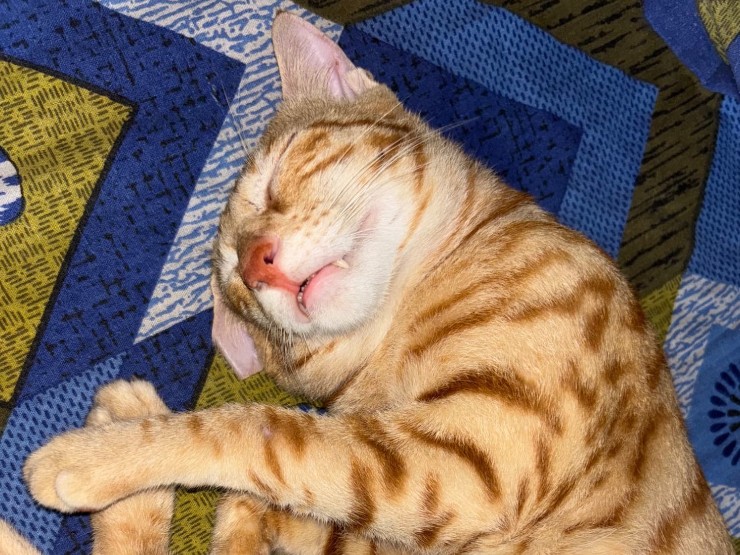 Tabby 1 year 8 months old male named tabby for breeding in Hisar, Haryana | Petmeetly