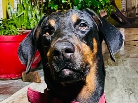 Doberman 3 years 4 months old male large named Simba for breeding in Vrindavan, Uttar Pradesh | Petmeetly