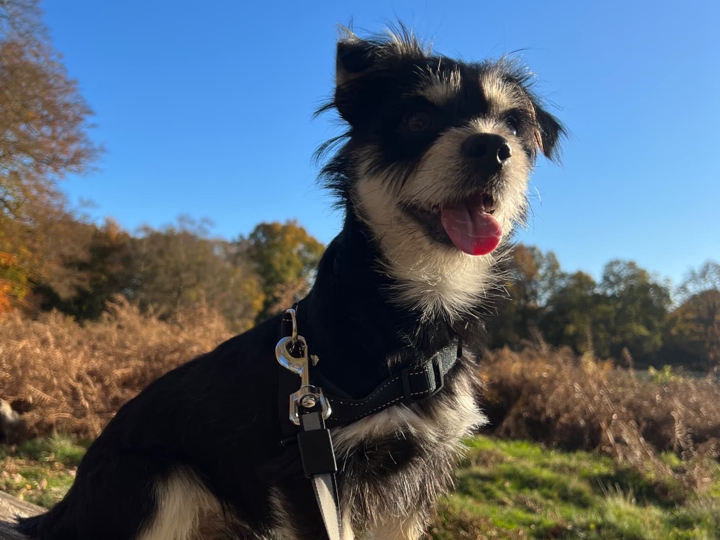 Yorkshire Terrier 4 years 4 months old male small named Toby for breeding in Warrington, England | Petmeetly