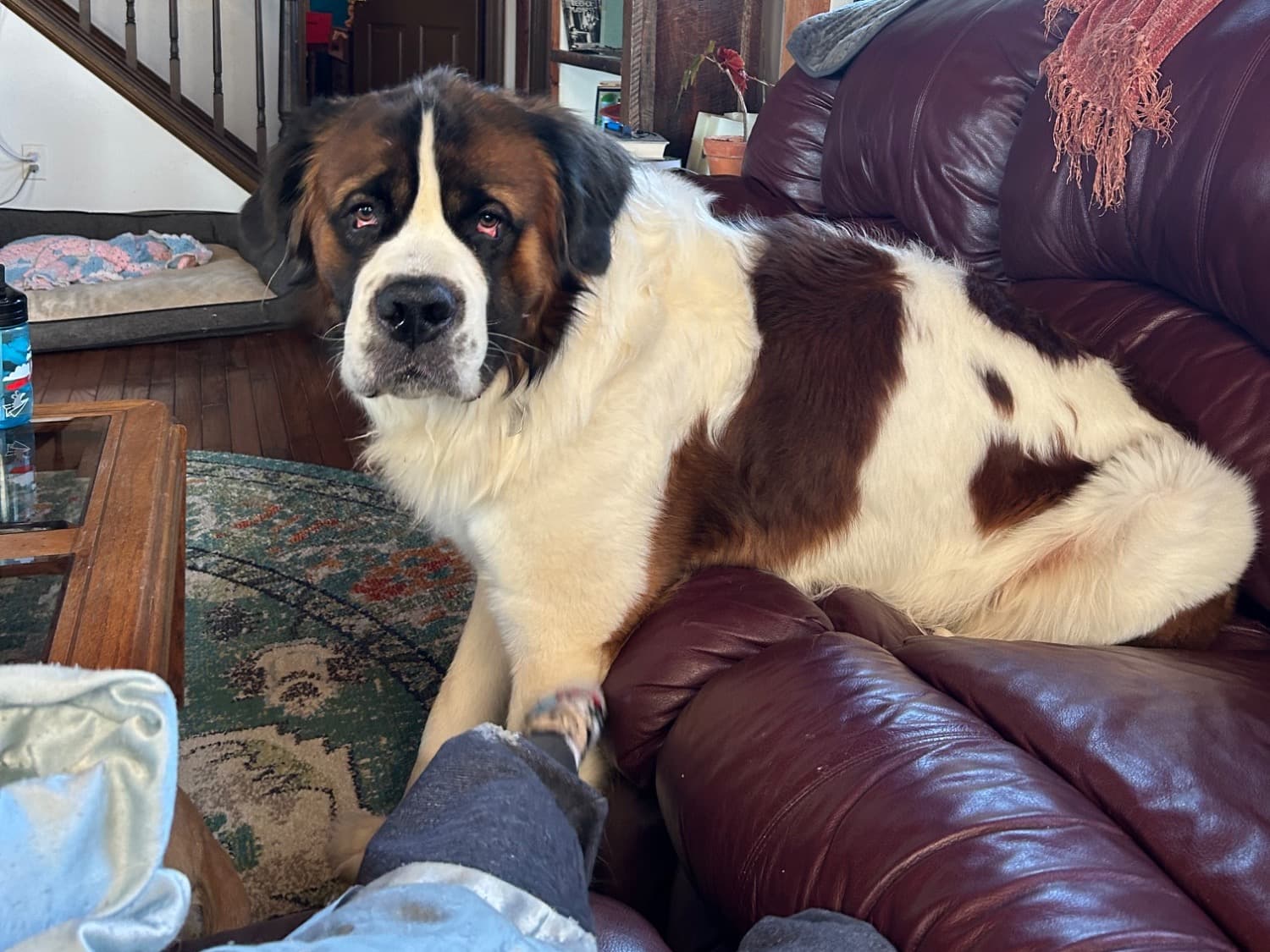 Saint Bernard 3 years old male extra large named Beau for breeding in Huntly, Virginia | Petmeetly