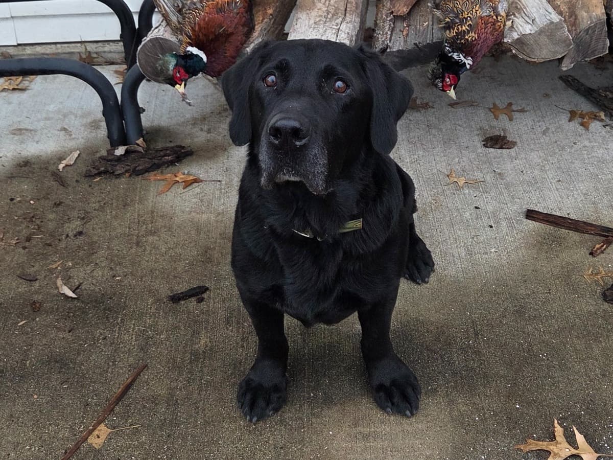 English Labrador Retriever 10 years 5 months old male large named Duke for breeding in Cedar Rapids, Iowa | Petmeetly