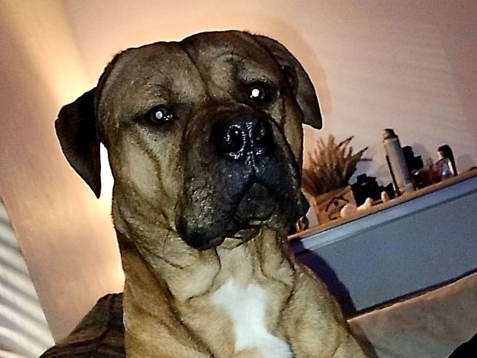 Staffordshire Bull Terrier 2 years old male medium named buddy for breeding in Stockton-on-Tees, England | Petmeetly