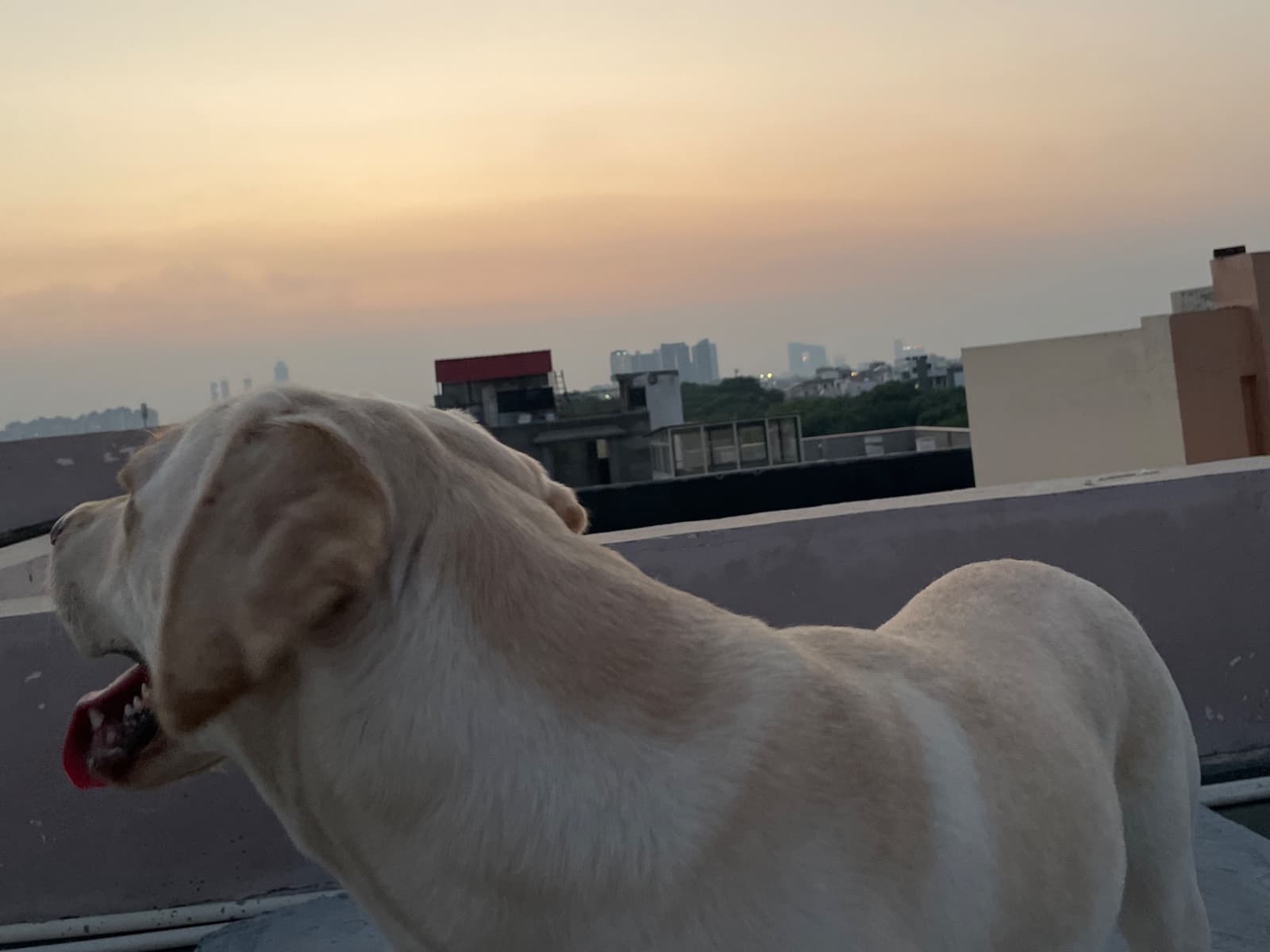 Labrador Retriever 2 years 8 months old female medium named Daisy for breeding in Gurugram, Haryana | Petmeetly
